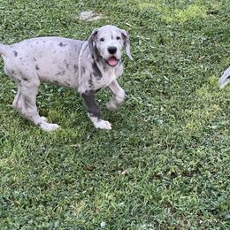 Great Dane Puppies from Laxton Danes