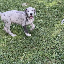 Great Dane Puppies from Laxton Danes