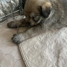 Girl 2 - Fawn female Berger Picard puppy in Durango, Colorado from Des Montagnes Berger Picards