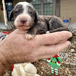 Chocolate Tri - Tri-color male Bernedoodle puppy in Holt, Missouri from Mindys Doodles