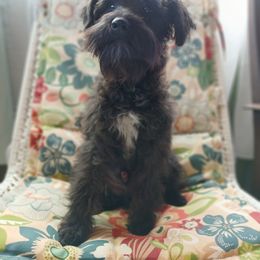 Casanova - Black male Schnoodle puppy in Andalusia, Alabama from Kaleidoscope Kennels