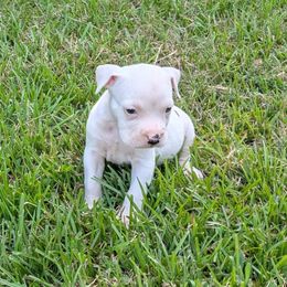 Mr. Freeze - Black male American Staffordshire Terrier puppy in Conley, Georgia from Cicero Kennels
