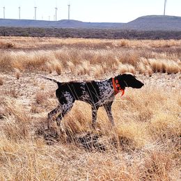 Luka - German Shorthaired Pointer
