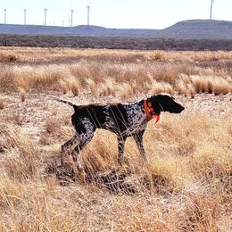 Luka - German Shorthaired Pointer