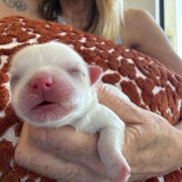 Bella dolce Maltese boy two - White male Maltese puppy in Phoenix, Arizona from Bella Dolce Maltese