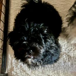 Buster - Black and white male Shih Tzu puppy in Victorville, California from Precioustzus