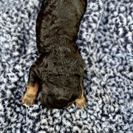 Goldendoodle and Poodle Puppies from SnickerDoodlePups