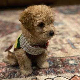 Poodle Puppies from Cindy's Poodles