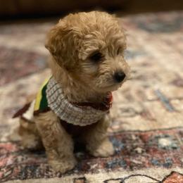 Poodle Puppies from Cindy's Poodles