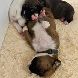 Brown - Fawn female Boxer puppy in Denver, Colorado from Yuni’s AKC Boxers