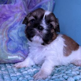 Kelly - Sable and white female Shih Tzu puppy in Bradley, South Carolina from Katie’s Kennel