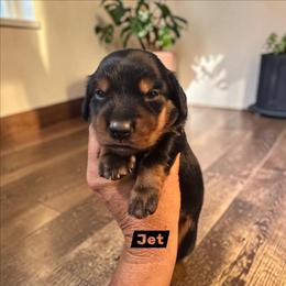 Jet - Black and tan male Dachshund puppy in Homosassa, Florida from Foxies Doxies