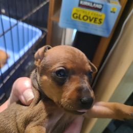 Girl 1 - Stag red female Miniature Pinscher puppy in Phelan, California from Desert Rose Kennel