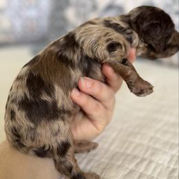 Cosmo - Merle male Cavapoo puppy in Beckley, West Virginia from By Design Doodles