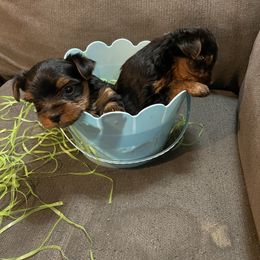 Chihuahua, Pomeranian, and Yorkshire Terrier Puppies from Pampered Pups Kennel