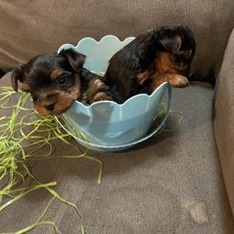 Chihuahua, Pomeranian, and Yorkshire Terrier Puppies from Pampered Pups Kennel