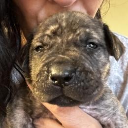 Huck - Brindle male Boerboel puppy in Bon Aqua, Tennessee from Erickson Ranch Boerboels