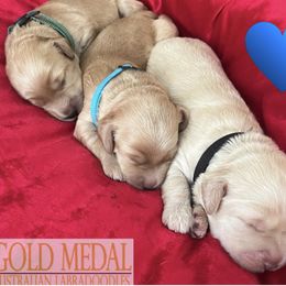 Australian Labradoodle Puppies from Gold Medal Australian Labradoodles