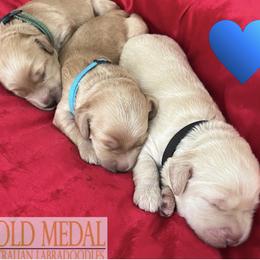 Australian Labradoodle Puppies from Gold Medal Australian Labradoodles
