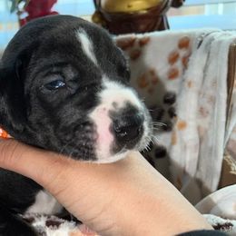 Boy 4 Orange - Mantle Great Dane puppy in Enumclaw, Washington from Lord's Danes