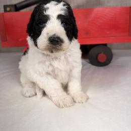 Rudolph - Parti male Poodle puppy in Luana, Iowa from Country View Bernedoodles and Goldendoodles