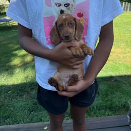 Mr Man - Red male Dachshund puppy in Mansfield, Ohio from Ohio House of Frenchies