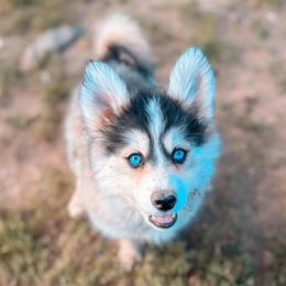 Nova - Black and white female Pomsky puppy in Cleveland, Ohio from Lake Point Pomskies