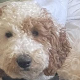 Goldendoodles from Megan Morrow