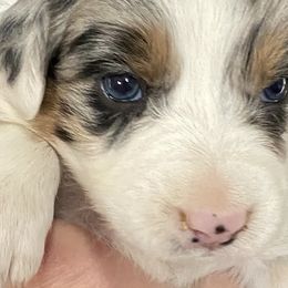 Boy 4 - Australian Shepherd puppy in Tulsa, Oklahoma from Lucky Penny Aussies and Lucky Penny Transport