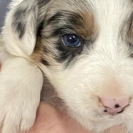Boy 4 - Australian Shepherd puppy in Tulsa, Oklahoma from Lucky Penny Aussies and Lucky Penny Transport