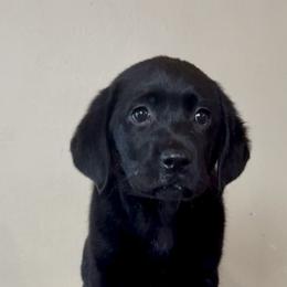 Purple Girl - Black female Labrador Retriever puppy in North Pole, Alaska from Mulberry Retrievers