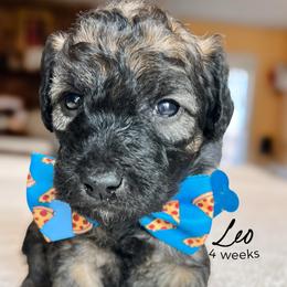 Leo - Wheaten male Whoodle puppy in Knoxville, Tennessee from Fleury Farm Doodles TN