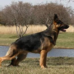 Wilson - German Shepherd
