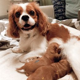 Cavachon, Cavalier King Charles Spaniel, and Cavapoo Puppies from Comfort Cavs