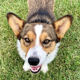 Winnie - Pembroke Welsh Corgi