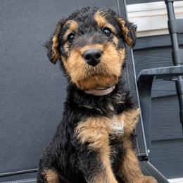 Light Pink Collar - Black and tan female Airedale Terrier puppy in St. Cloud, Minnesota from RegalAire Kennels