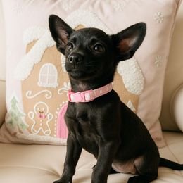 Mila - Gold brindle female Dutch Shepherd puppy in San Diego, California from TecK9s