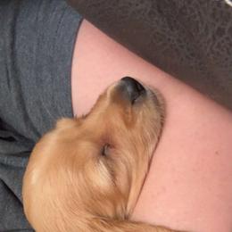 Tinker - Red female Dachshund puppy in Dawson, Alabama from Bells Dashing Dachshunds