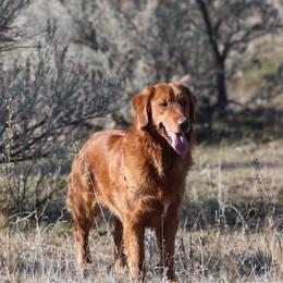 Annie - Golden Retriever