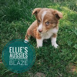 Blaze - Red tri male Miniature Australian Shepherd puppy in Kettle Falls, Washington from Ellie's Miniature Australian Shepherds