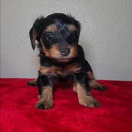 PUMPKIN - Black and tan male Yorkipoo puppy in Palmdale, California from J Designer Puppies