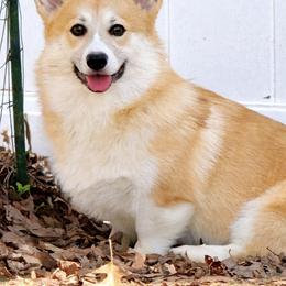 Joelle - Pembroke Welsh Corgi