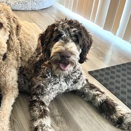 Bearded Retrievers, Goldendoodles, and Labradoodles from Wilson Family Companions
