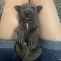 Great Dane Puppies from Lazuli Great Danes