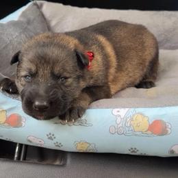 Patriot - Sable male German Shepherd puppy in Livingston, Kentucky from Illyria Dox & GSD