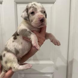 Fireworks - Harlequin female Great Dane puppy in Florida from Beachside Kennels