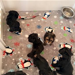 Yorkshire Terrier Puppies from Tails of Joy MA