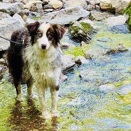 Timberline Captain Jack - Red merle male Miniature Australian Shepherd puppy in Somerset, Kentucky from Natural Life Ranch