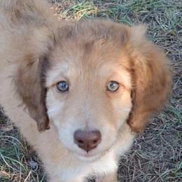 Vivienne - Sable female Aussiedoodle puppy in Grand Saline, Texas from Aussies Acre