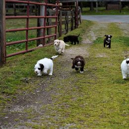 Australian Labradoodle Puppies from Lake Blue Australian Labradoodles